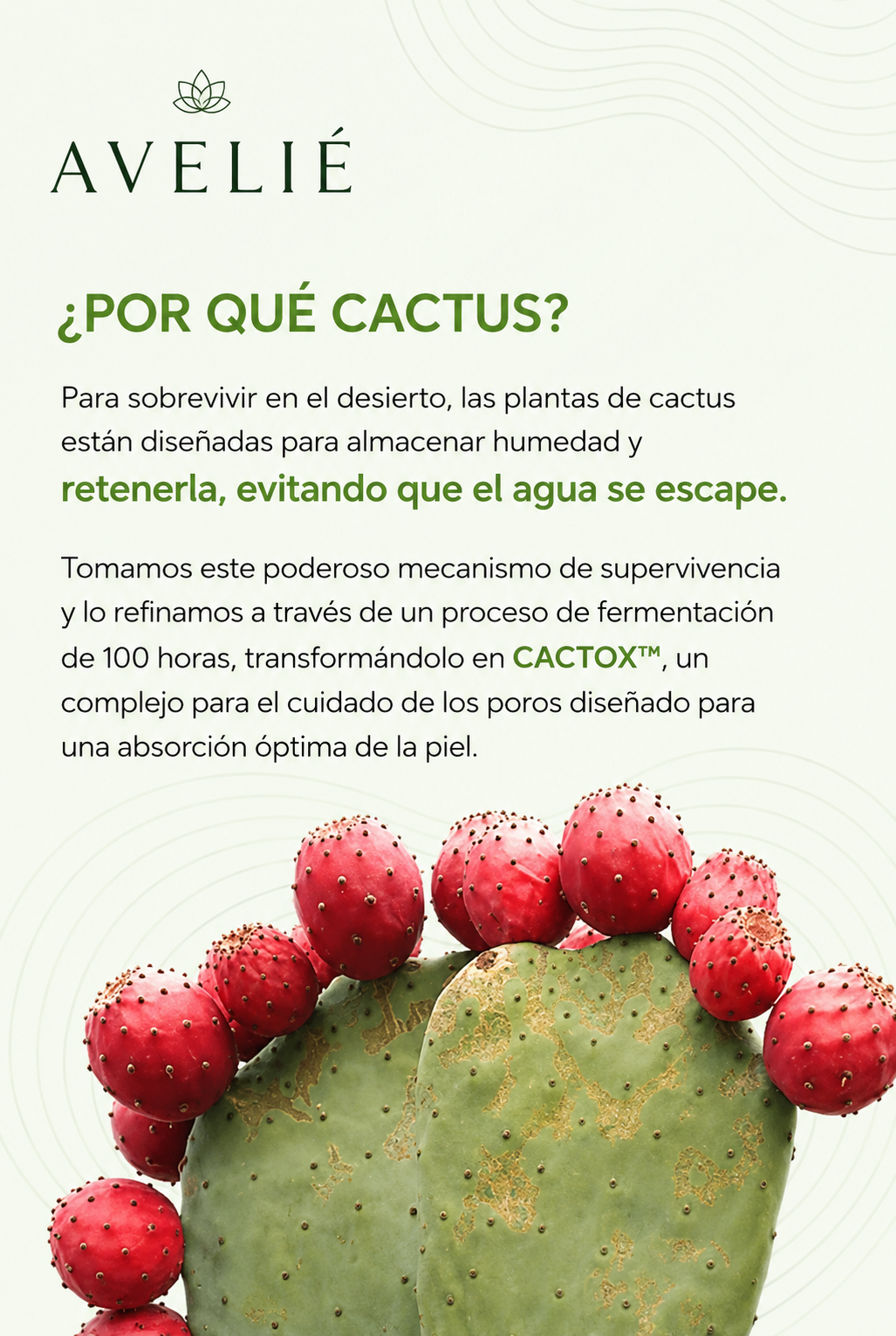 AVELIÉ Cactox Instant Lift Balm – Stick Anti Arrugas Reafirmante de Cactus
